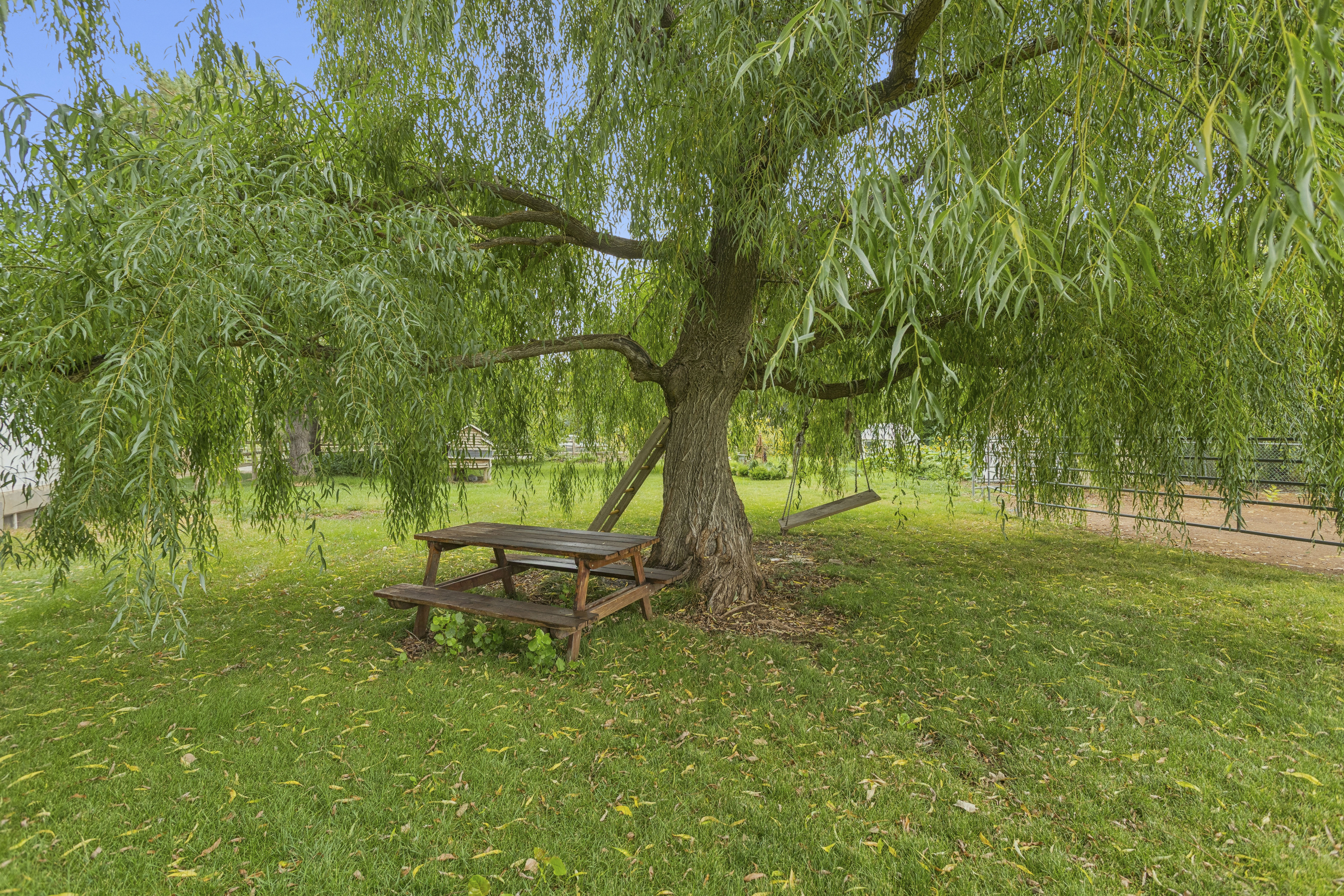 Mature willow tree shading a picnic table in the yard